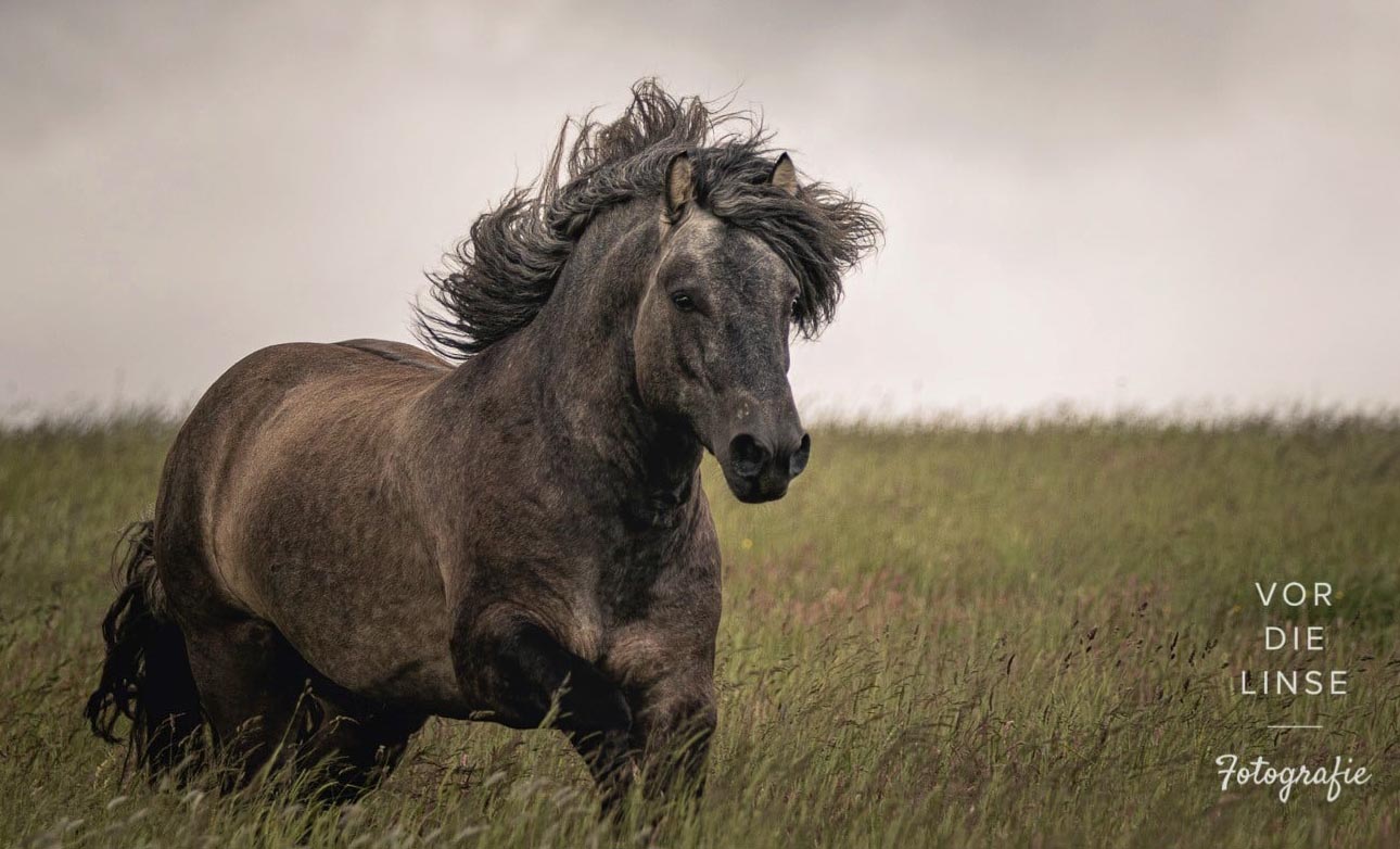 Highland Pony Stallion - Fandango